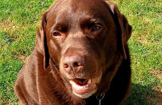 Köpeğin midesinden çıkan 15cmlik şiş! İnanılmaz ama gerçek