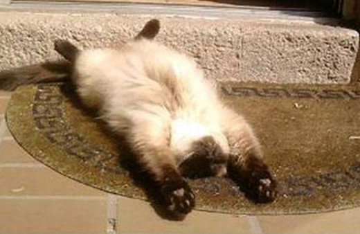 Güneşi görünce mayışan kediler