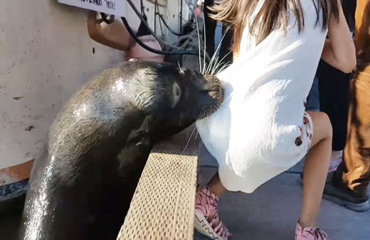 Eşi benzeri yok deniz aslanı gelip böyle çekti!