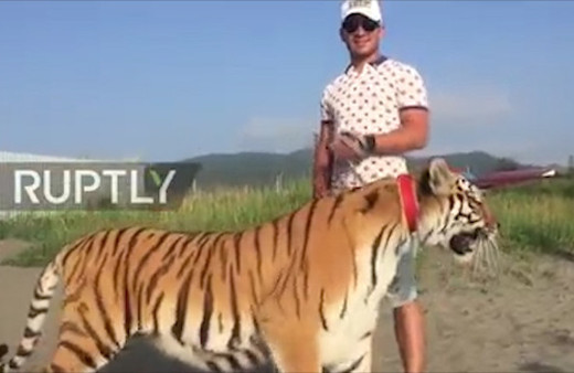 Çılgın Rus'un Sahilde Kaplan Gezdirmesi