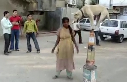 Akrobatik köpekten denge şovu!