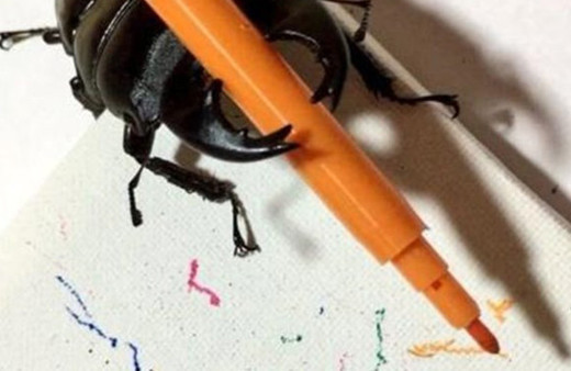 Ressam böcek internet fenomeni oldu