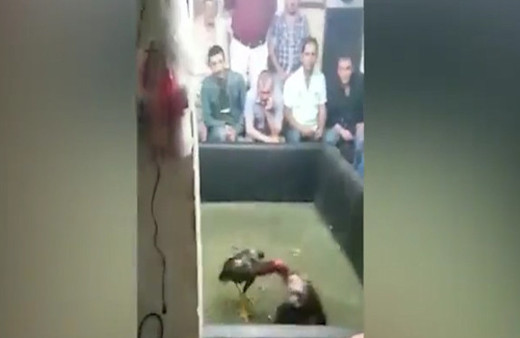 İstanbul'da horoz dövüşüne baskın