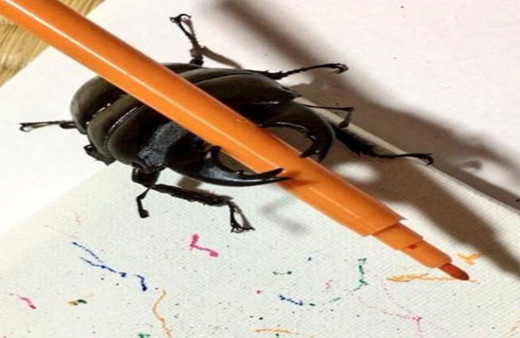 Ressam böcek Instagram fenomeni oldu