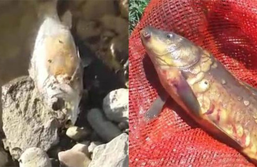 O balıkların neden öldüğü belli oldu!