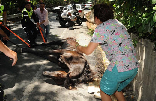 Kanala sıkışan at güçlükle kurtarıldı