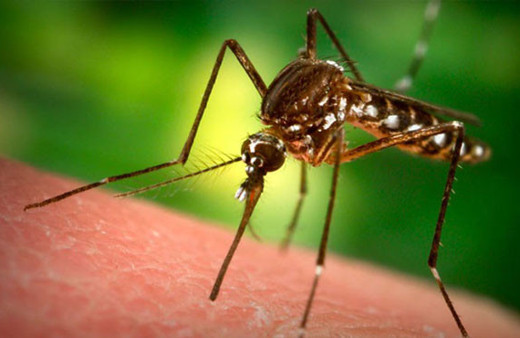 Sivrisinek neden sizi ısırıyor? İşte cevabı