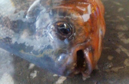 Sivas bunu konuşuyor Kızılırmak'tan pirana çıktı