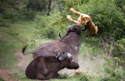 Bir anda bufalonun üstüne atladı ama yerden yere vuruldu