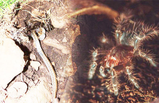 Böylesi daha önce görülmedi! Örümcek ve yılan savaşı