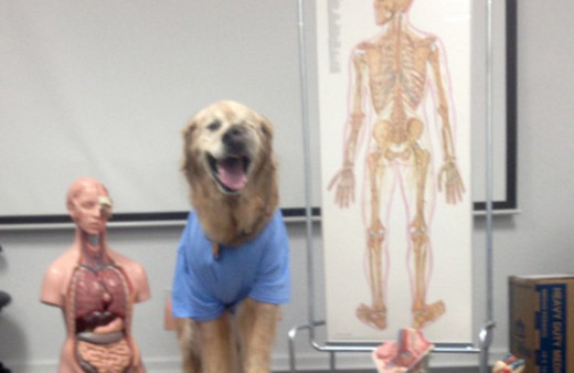 3 ay ömrü kalan köpeğin son günleri için yapılacaklar listesi