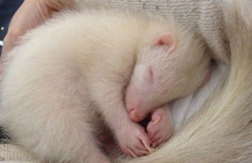 Albino olan hayvanlar