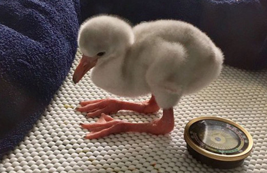 Bebek flamingo tatlılığı!