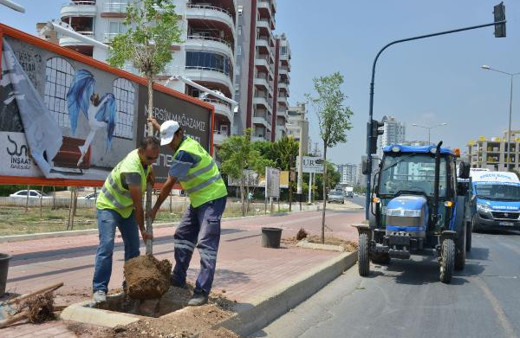 Mersin'de reklam panosu için ağaçları kim kesti?