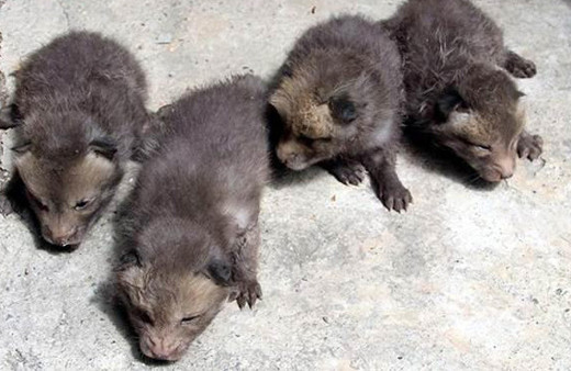 Eve giren tilki dördüz doğurdu