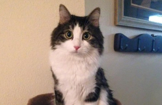 İki bacağı olmayan kedi kuyruğunu kullanarak koşuyor