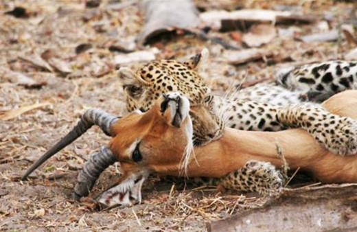 Çita avının hamile olduğunu görünce öyle bir yaptı ki