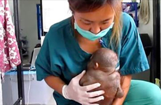 10 ay boyunca tavuk kümesine kitlediler bu hale geldi