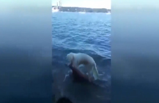 Boğulmak üzere olan geyiği kurtaran kahraman köpek