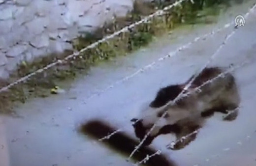 Belde merkezine inen ayı güvenlik kamerasında