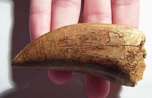 Japonya'da 81 milyon yıllık diş bulundu