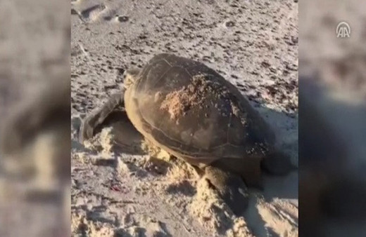 Fethiye'de caretta carettanın yumurtlaması görüntülendi