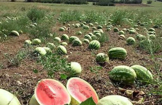 Rekor sıcaklar karpuzu da vurdu