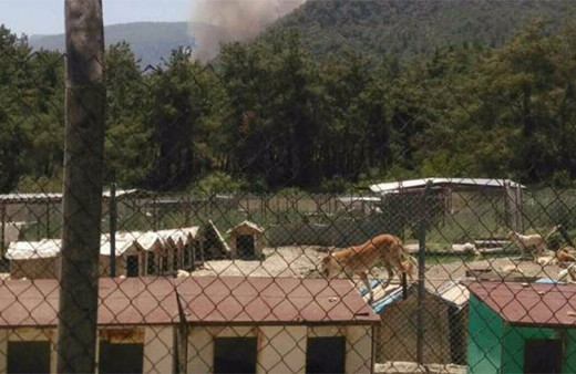 İzmir'de hayvanseverlerin barınak feryadı