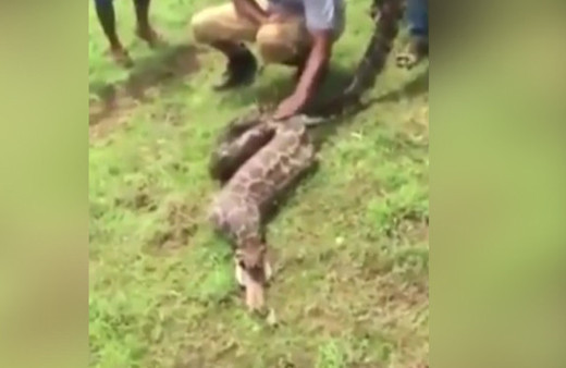 Piton geyiği yuttu köylüler böyle kusturdu!