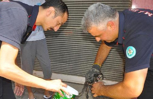 Yavru kediyi 3 gün sonra itfaiye kurtardı