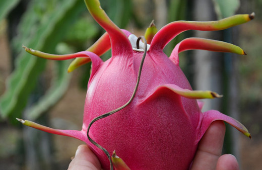 "Ejder meyvesi" geçim kapısı oldu