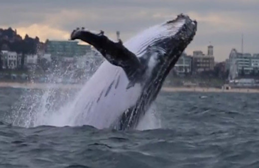 Dev balina bir anda ortaya çıktı! Tam 45 ton