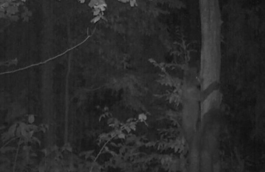 Yavru ayı, ağaca tırmanmasını öğrenirken