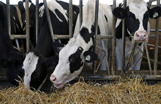 İnekler AIDS'e yeni çare olabilecek mi?