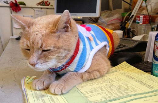 ABD'nin belediye başkanı kedisi öldü halk yas tuttu