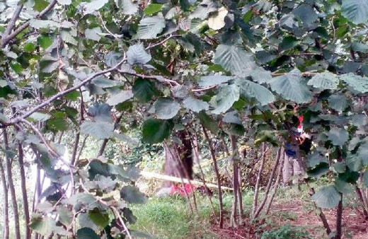 İki gündür kayıptı öyle bir halde bulundu ki...