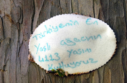 En yaşlı porsuk ağacına 4113'ncü yaş günü kutlaması