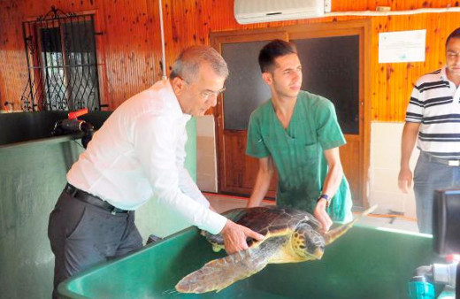 Mersin'de caretta caretta alarmı! Dikkat yavrular çıktı...