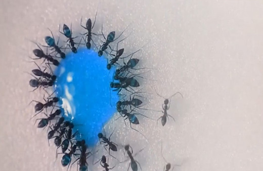 Likit şekeri afiyetle bitiren karıncalar