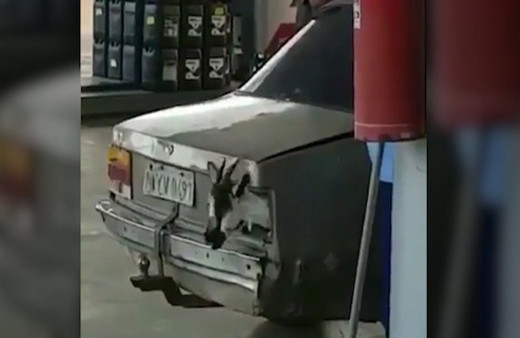 Bagajdaki keçi görenleri kahkahaya boğarken düşündürdü! 