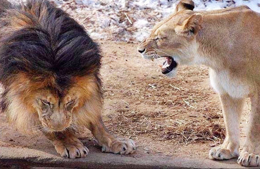 Anne aslandan erkek aslana büyük ders karizma yerle bir