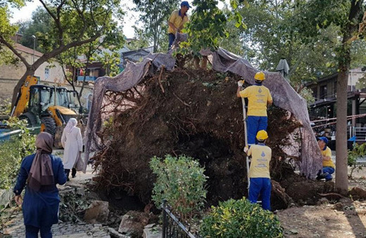 Çengelköy çınarına ne olacak? Sürpriz gelişme sevindirdi