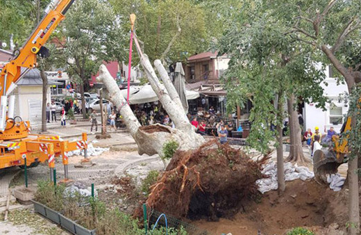 8 asırlık çınar yoğun bakıma alındı