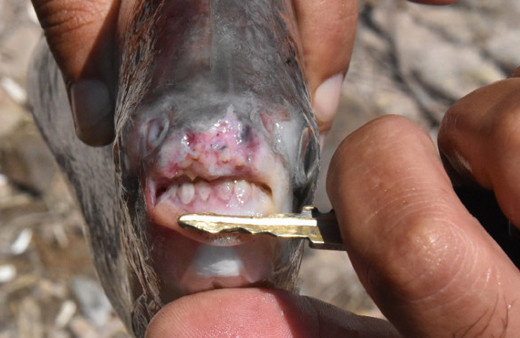 Kızılırmak'ta pirana dehşeti! 10 dakika boğuştu