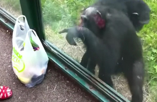 İstediğini elde etmeyi bilen şempanze!