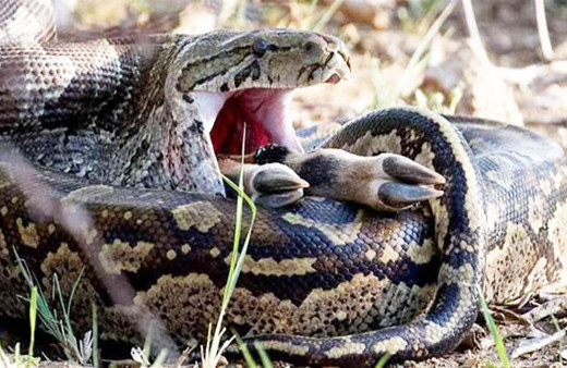 3 metrelik piton koca bir impalayı tek seferde böyle yuttu!