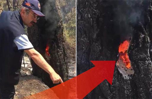 İzmir'de şoke eden görüntü: Ağaçlar içten yanmış!