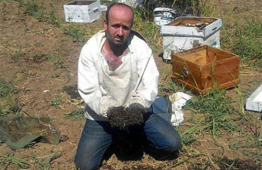 1 milyon arıyı öldüren vahşet!