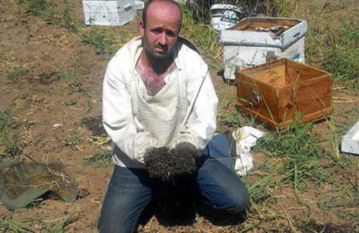 1 milyon arıyı öldüren vahşet!