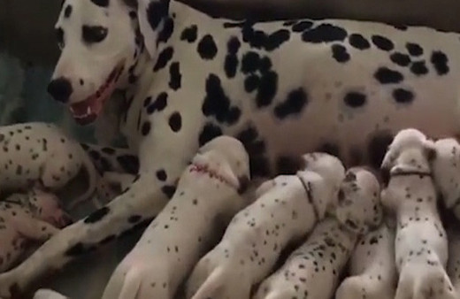 Dalmaçyalı köpeğin 18 yavrusu oldu!